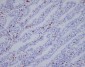Anti-IBA1 AIF1 Monoclonal Antibody